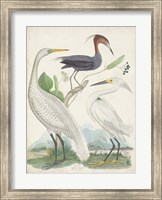 Framed Antique Heron & Waterbirds III