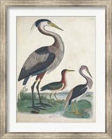 Framed Antique Heron & Waterbirds IV