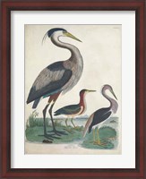 Framed Antique Heron & Waterbirds IV