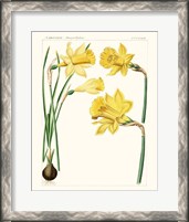 Framed Bright Botanicals I