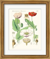 Framed 'Bright Botanicals II' border=