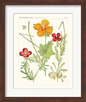 Framed Bright Botanicals V