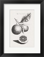 Framed Antique Lemons & Oranges II