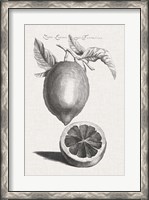 Framed Antique Lemons & Oranges III
