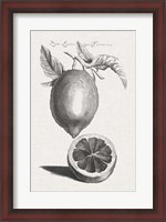 Framed Antique Lemons & Oranges III