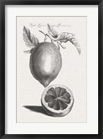 Framed Antique Lemons & Oranges III