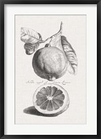 Framed Antique Lemons & Oranges IV