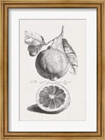 Framed Antique Lemons & Oranges IV