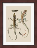 Framed Antique Lizards II
