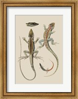 Framed Antique Lizards II