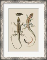 Framed Antique Lizards II