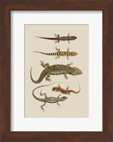Framed Antique Lizards III