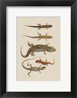 Framed Antique Lizards III
