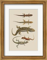 Framed Antique Lizards III