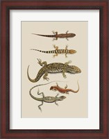 Framed Antique Lizards III