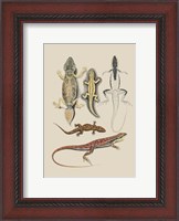 Framed Antique Lizards IV