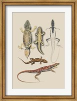 Framed Antique Lizards IV