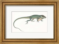 Framed Antique Chameleon
