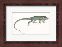 Framed Antique Chameleon