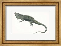 Framed Antique Iguana