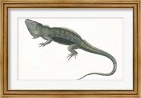 Framed Antique Iguana