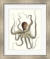 Framed Antique Octopus Collection I