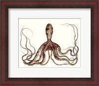 Framed Antique Octopus Collection II