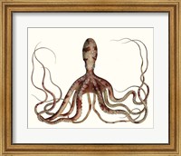 Framed Antique Octopus Collection II
