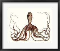 Framed Antique Octopus Collection II