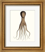 Framed Antique Octopus Collection III