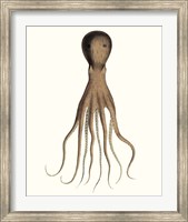 Framed Antique Octopus Collection III