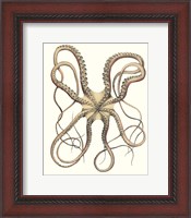 Framed Antique Octopus Collection IV