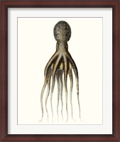 Framed Antique Octopus Collection V