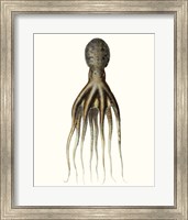 Framed Antique Octopus Collection V