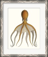 Framed Antique Octopus Collection VI