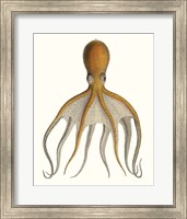 Framed Antique Octopus Collection VI