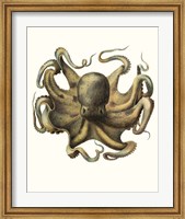 Framed Antique Octopus Collection VII