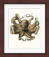 Framed Antique Octopus Collection VII