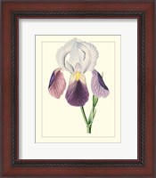 Framed 'Purple Irises I' border=