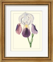 Framed 'Purple Irises I' border=