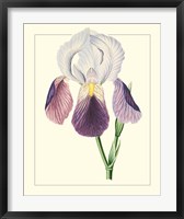 Framed Purple Irises I