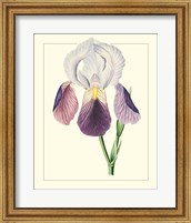 Framed Purple Irises I