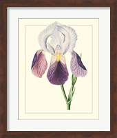 Framed Purple Irises I