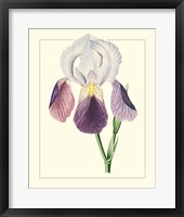 Purple Irises I Framed Print