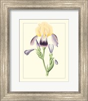 Framed 'Purple Irises II' border=