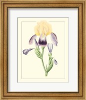 Framed 'Purple Irises II' border=