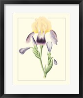 Framed Purple Irises II
