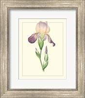 Framed 'Purple Irises III' border=