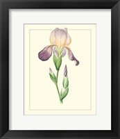 Framed Purple Irises III