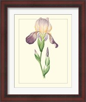 Framed 'Purple Irises III' border=